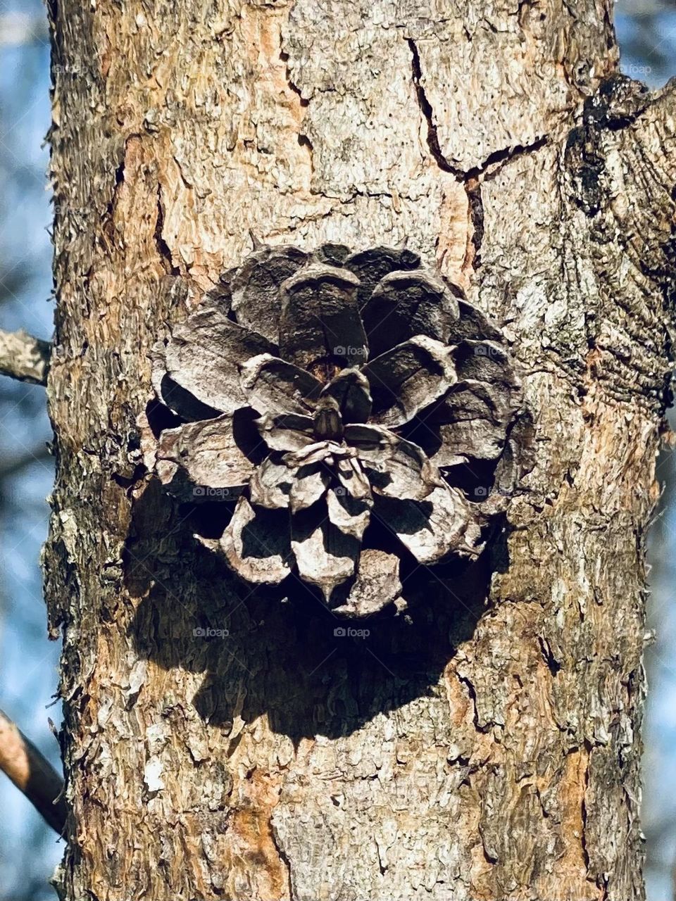 Closeup of a pine cone 