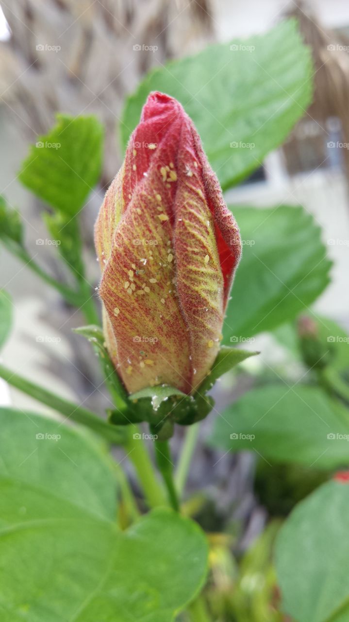 Hibiscus Bud