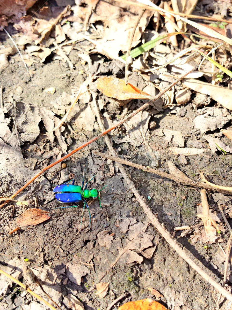 Blue and Green Tiger Beetle