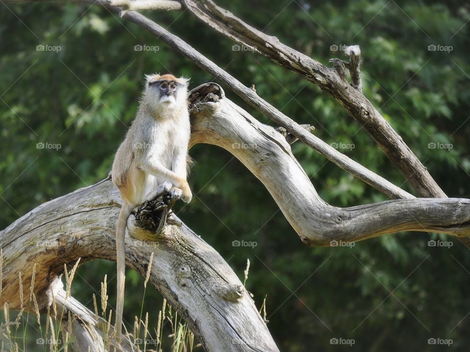 Patas Monkey