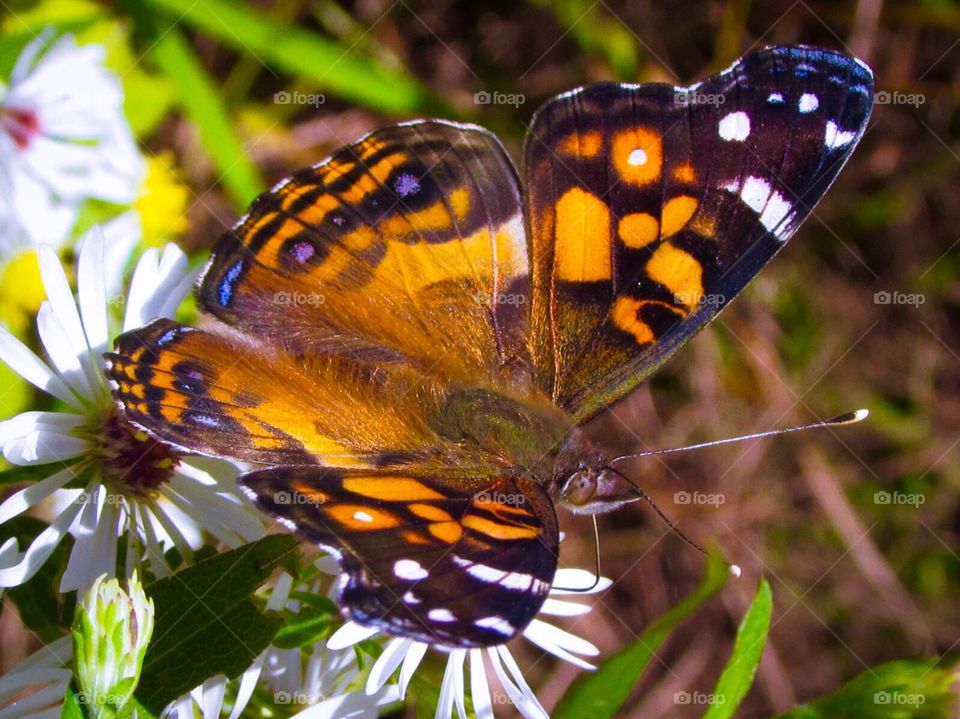 Butterflies, insects 