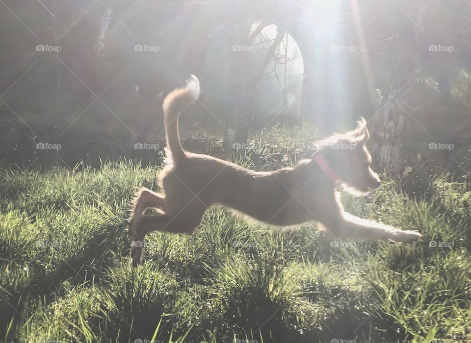 A puppy leaps in the sunlight