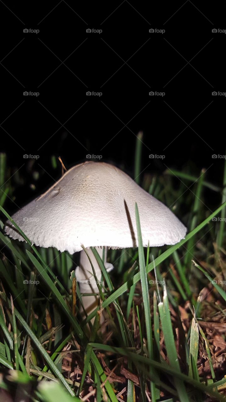 a mushroom at night