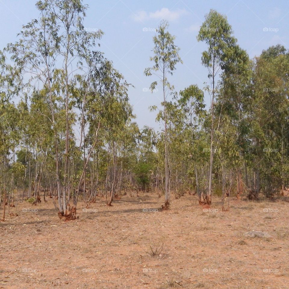 Tree, Wood, Nature, No Person, Landscape