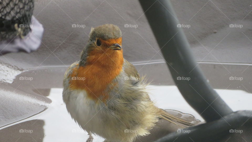 Baby robin 