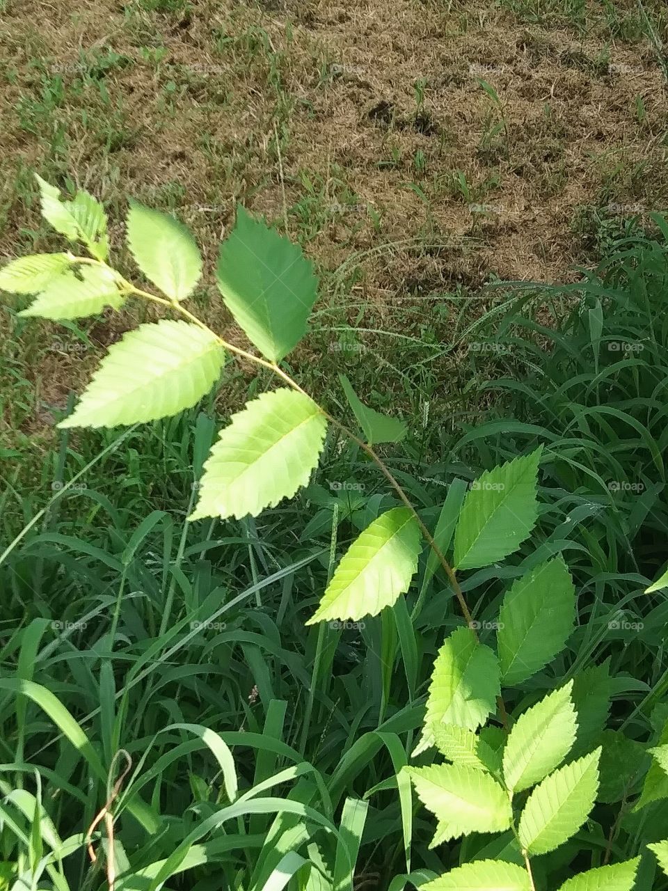 leaves on a branch in the sun