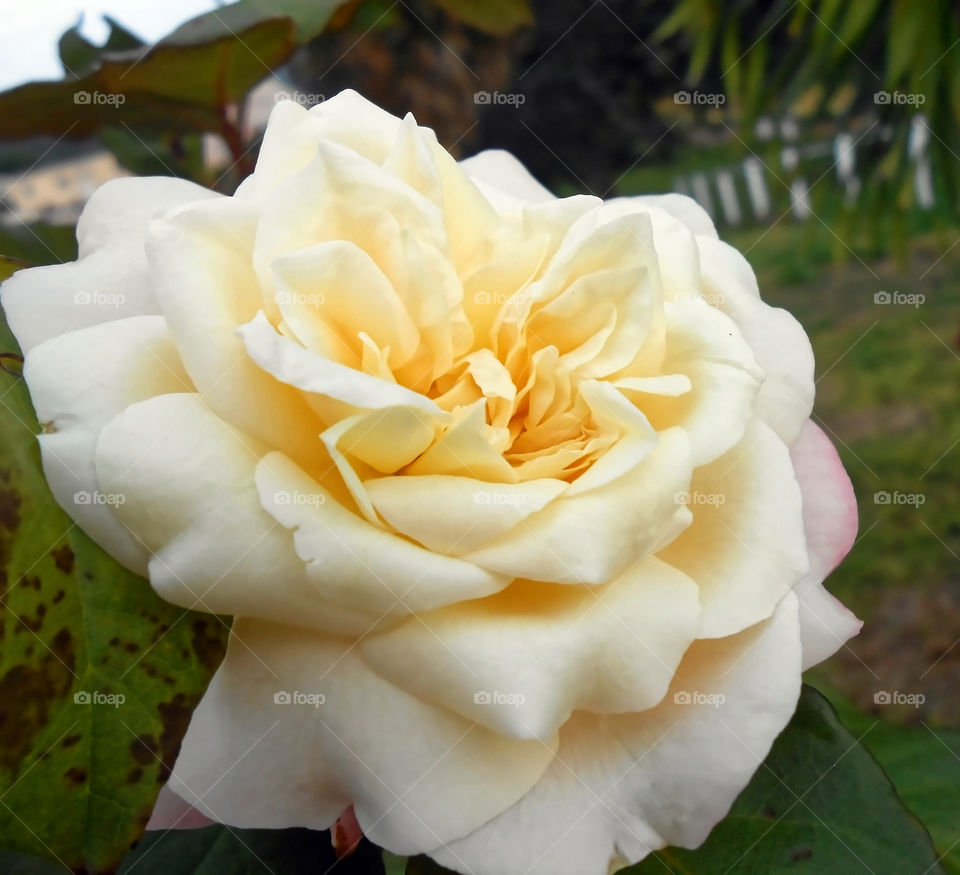 Ivory Rose