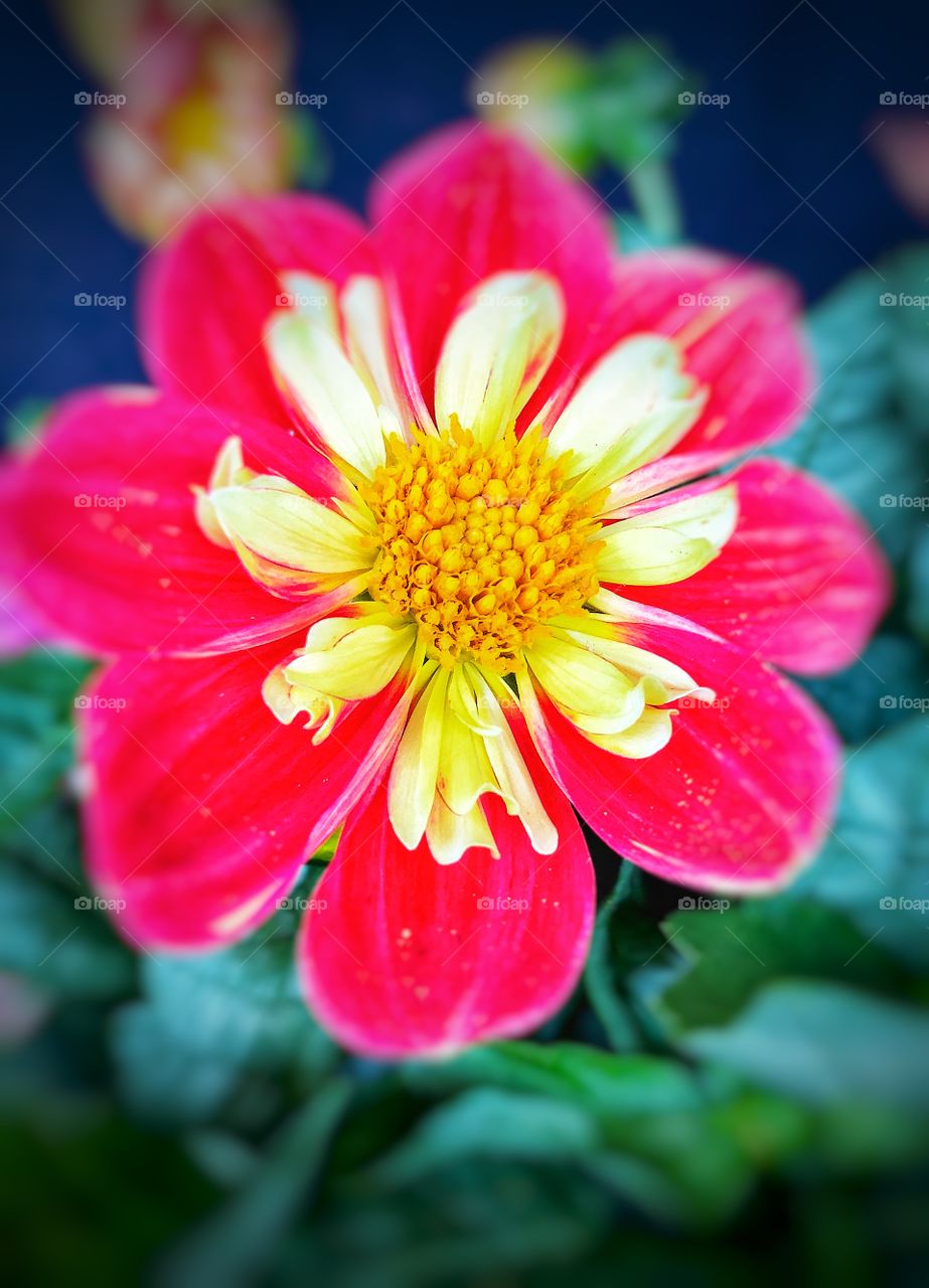 Red and Bright Yellow Dahlia! Botanical Art, Canvas Art, Wall Decor, Office Decor, Fine Art Botanicals!