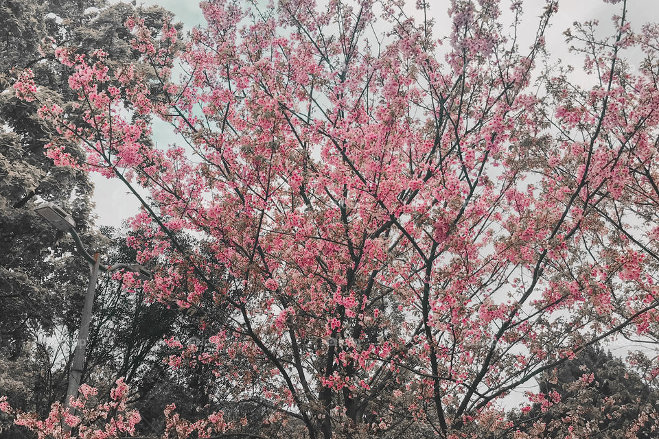 Cherry blossom