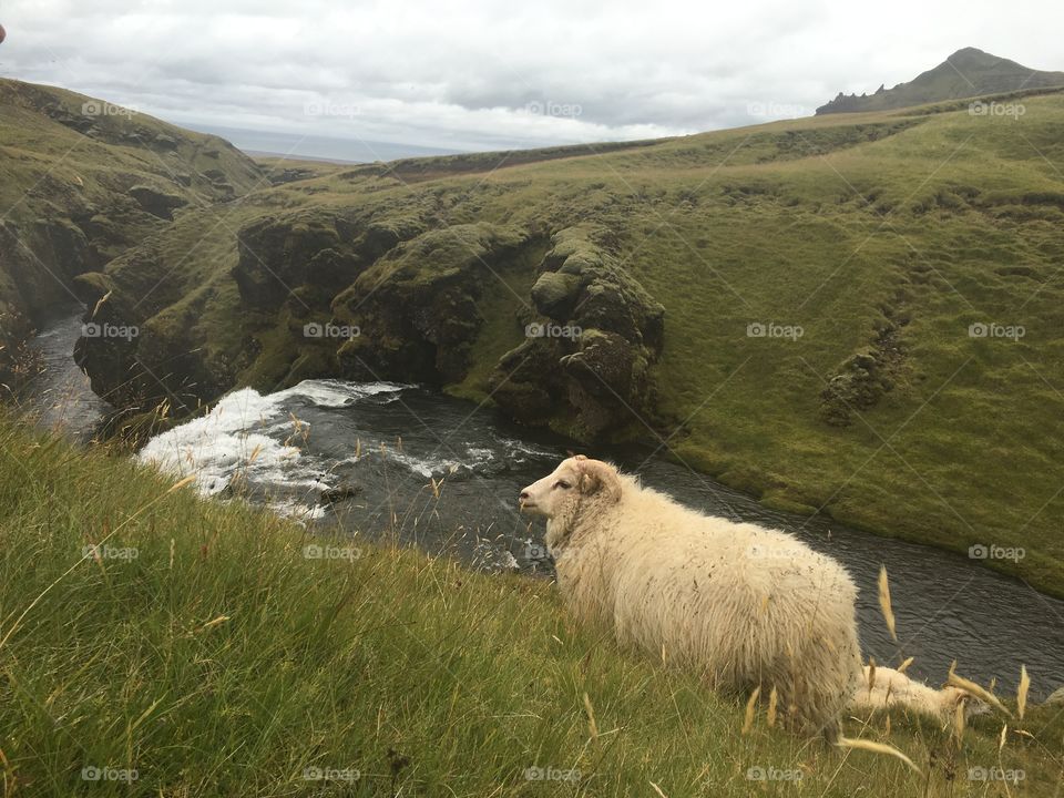 Sheep in Iceland 