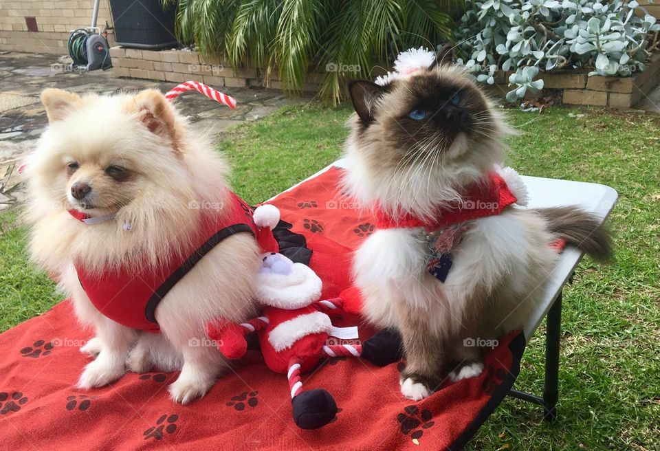 Our Pets with Christmas Santa Clothes in The backyard Cheltenham Melbourne Australia 