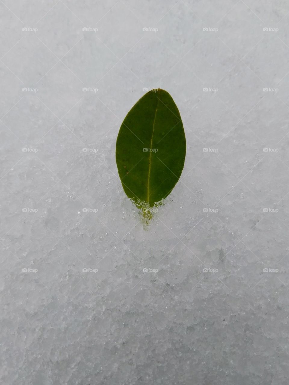 Leaf in the snow