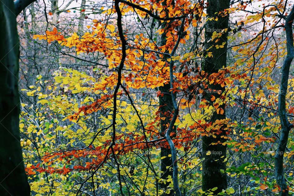 Autumn tree in forest