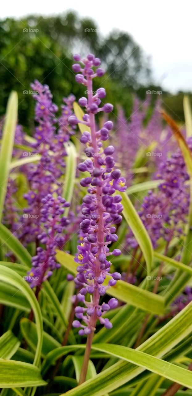 Lavender Purple Flowers close up