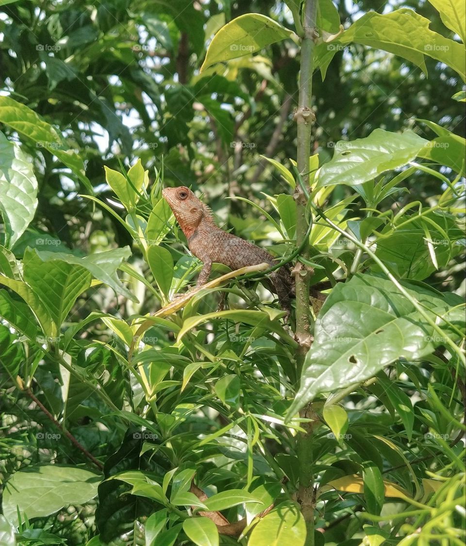 garden lizard