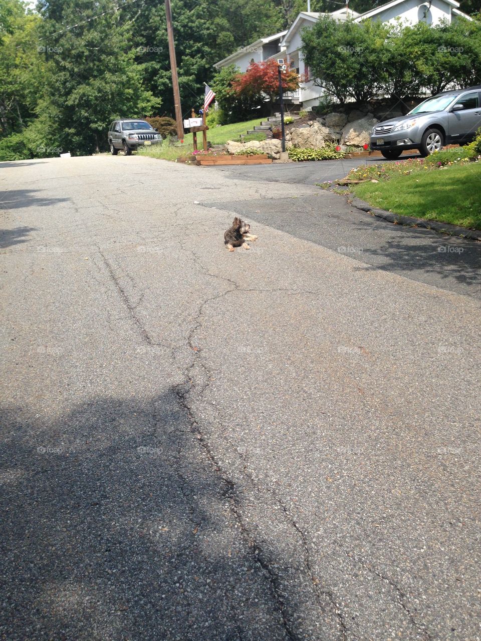 Just laying on the road on a warm summer day