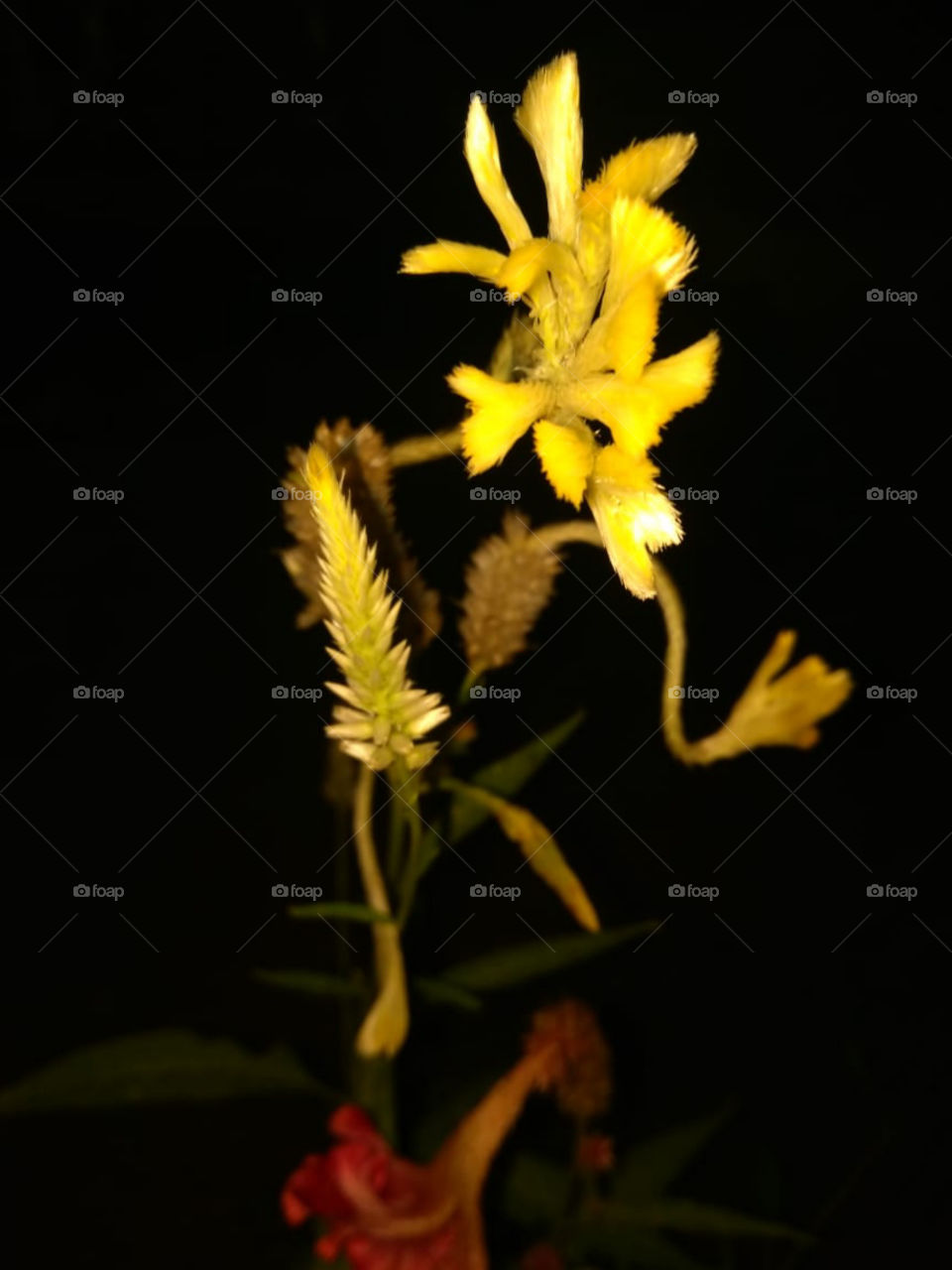 Flowers in my home garden