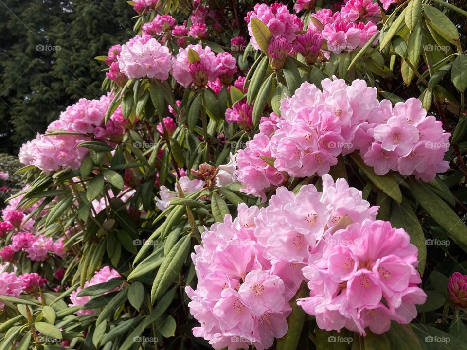 outdoors pink flowers in summer
