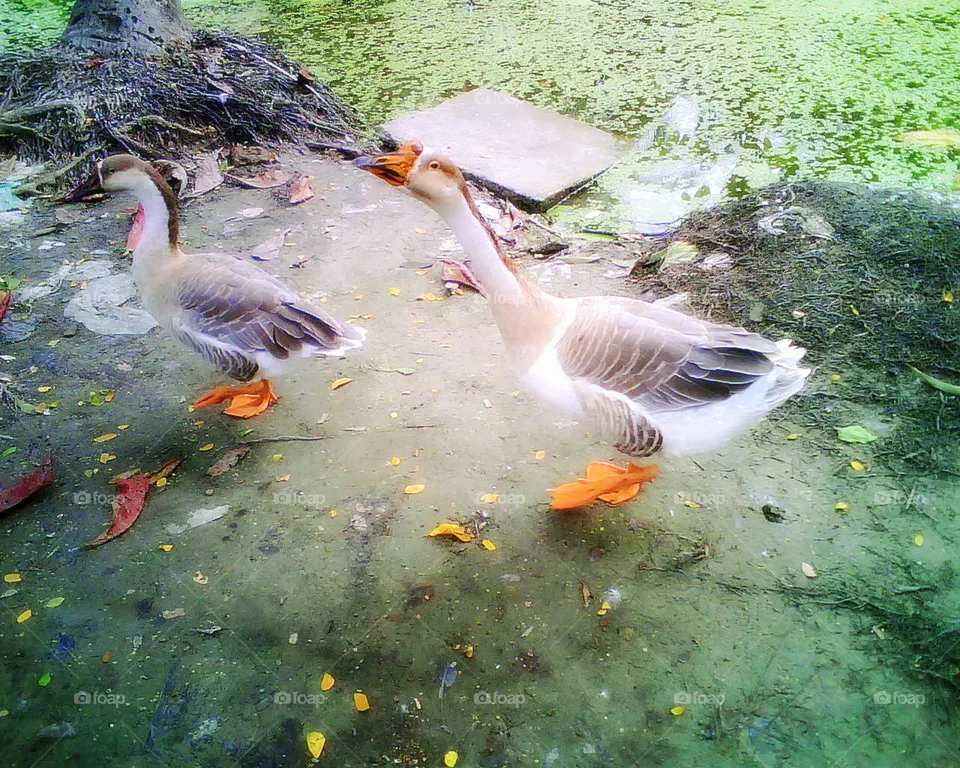 Duck