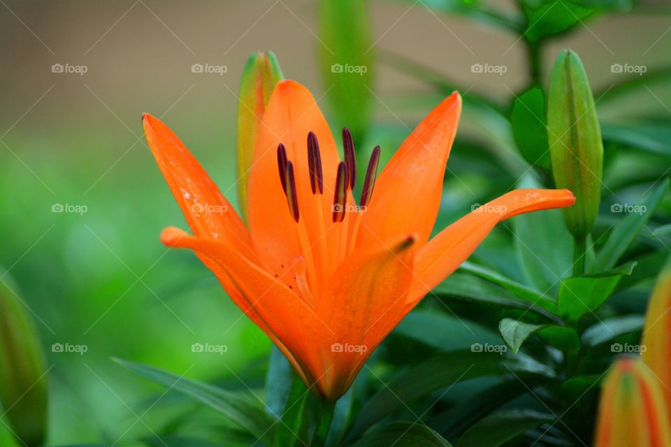 Tiger Lily too