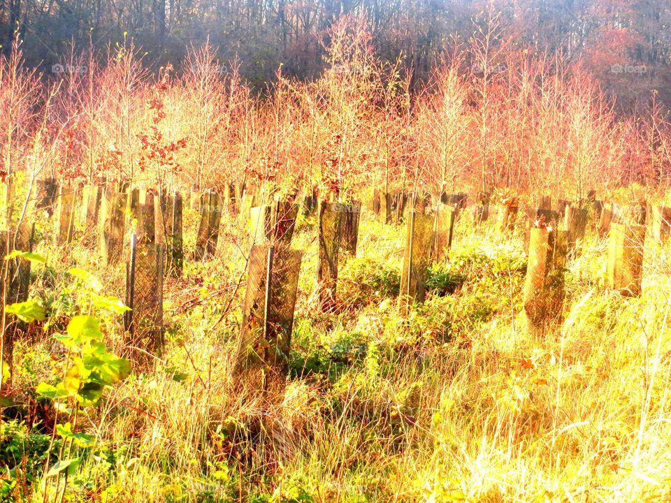 magical forest in Marchiennes North of France