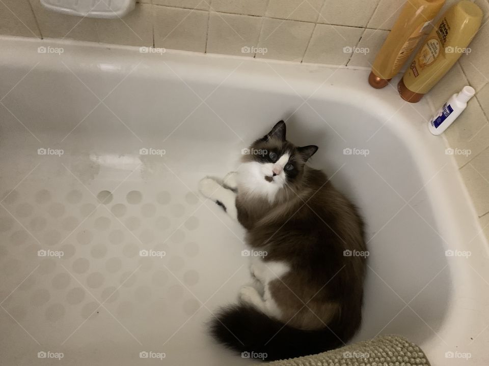 My roommates cat in a tub. 