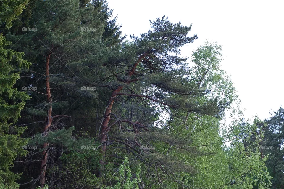 pine