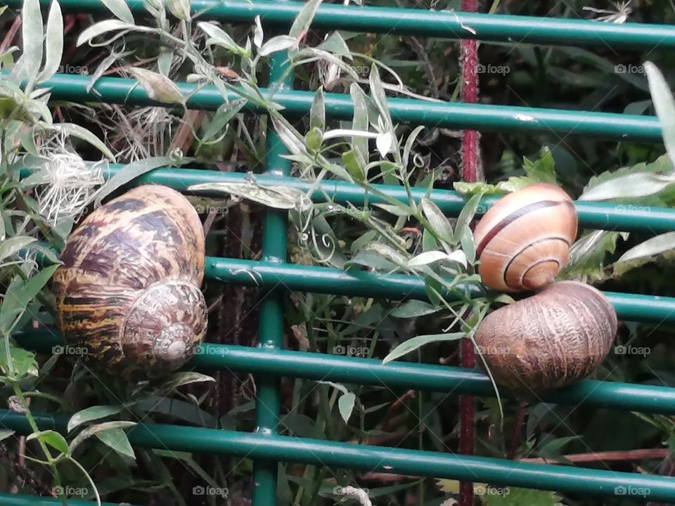 Snails