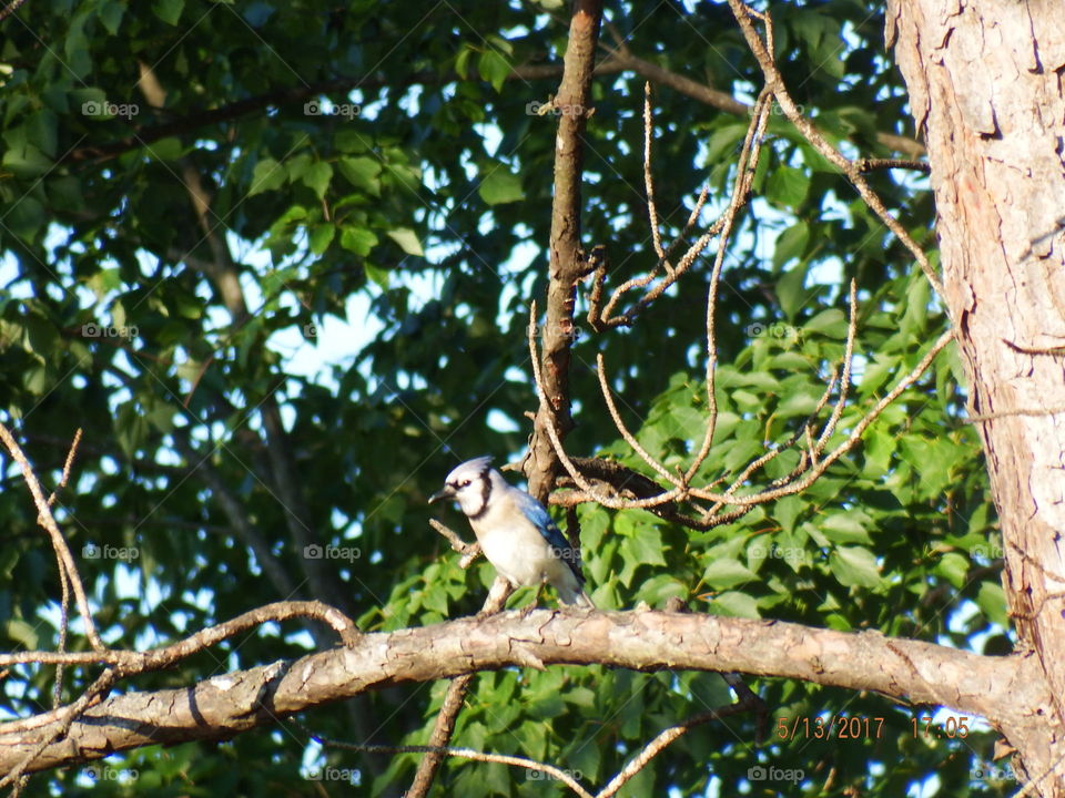 Blue Bird on branch