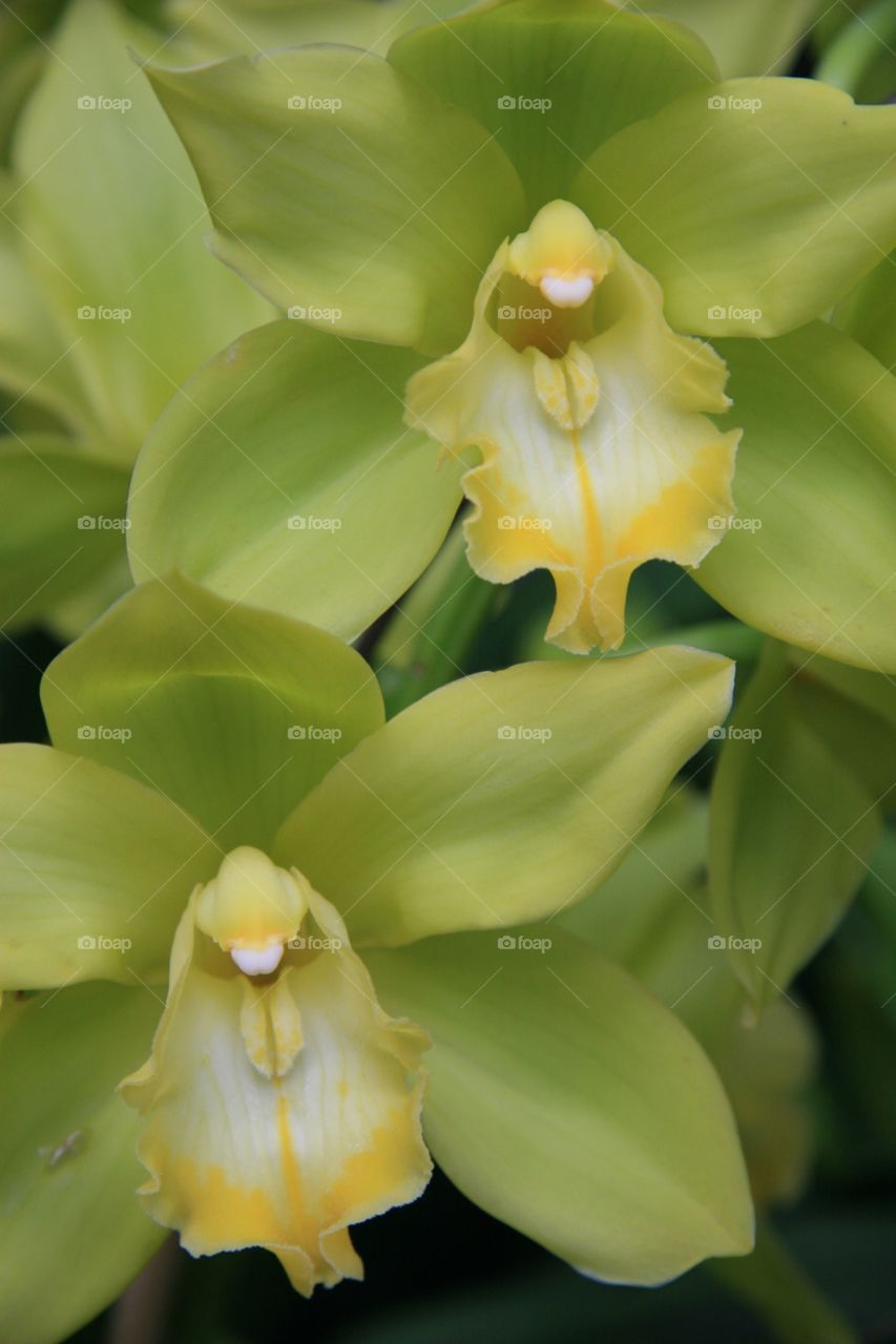 Flowers, orchids, yellow, green 