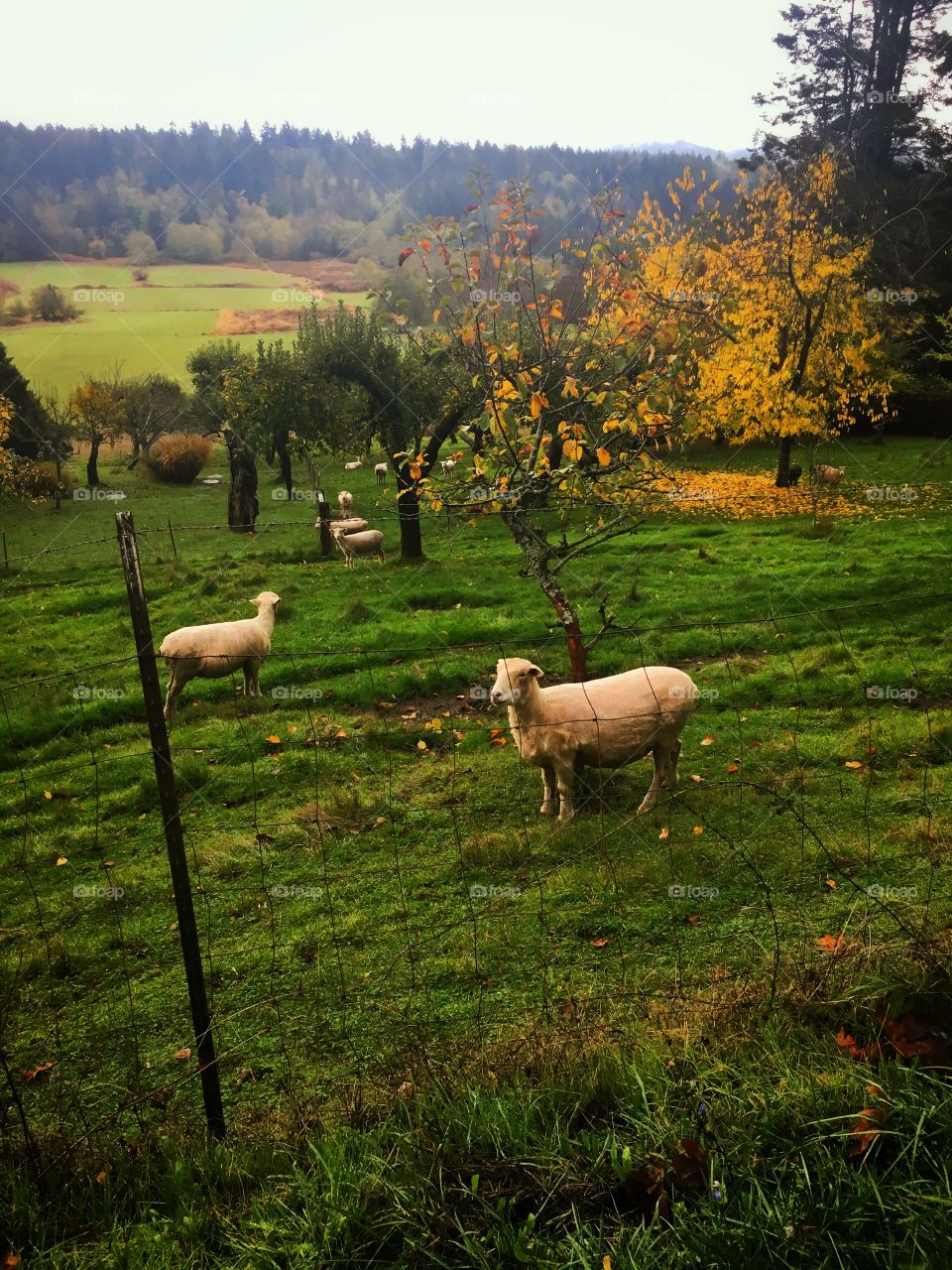 Orcas Island Sheep 