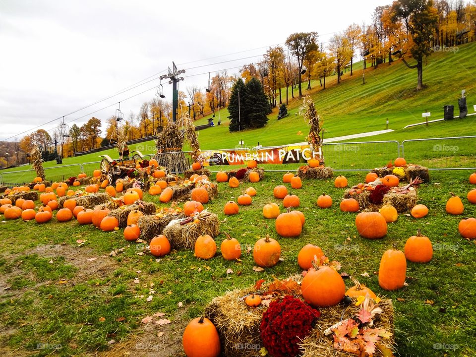 Pumpkin Patch