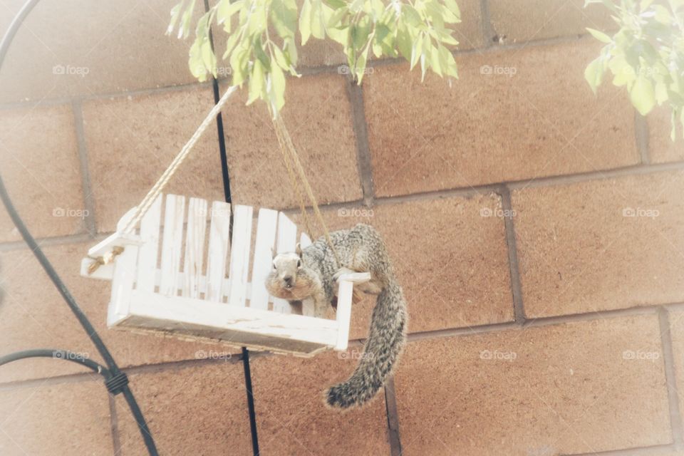 Squirrel on a bird feeder