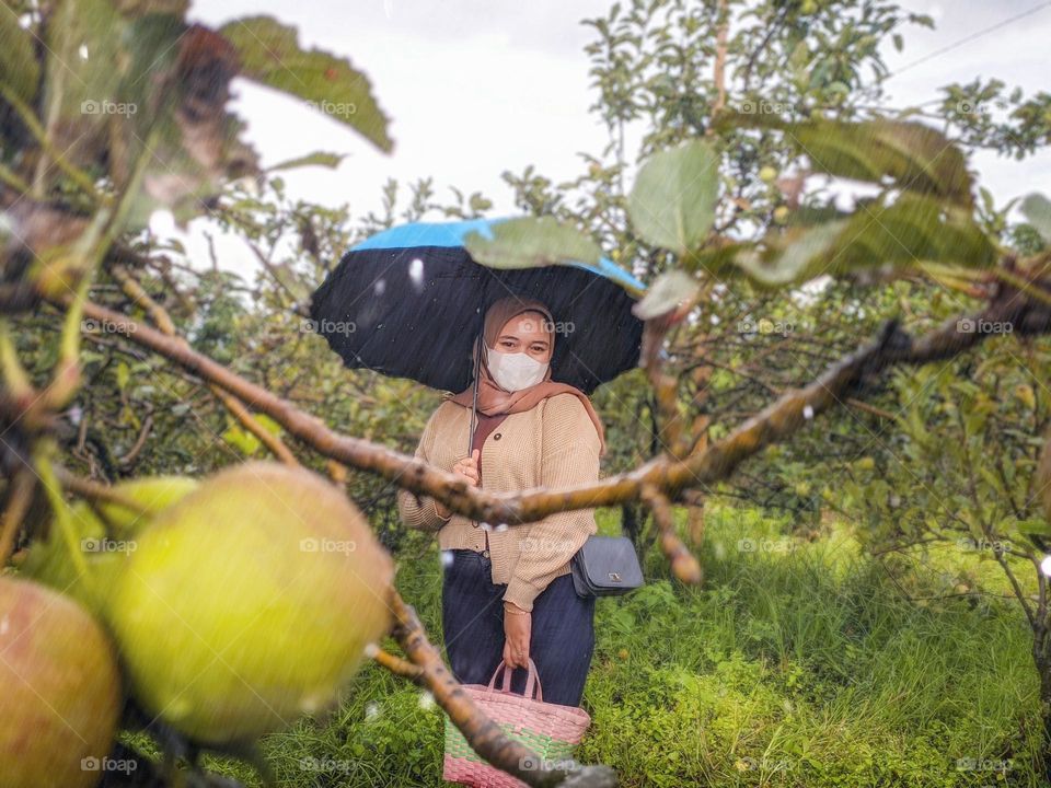 Rainy season in apple orchard