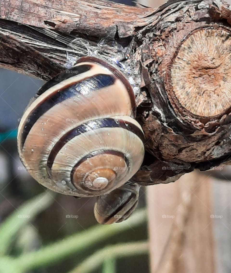 one or two shell snail(s) on a twig of vine