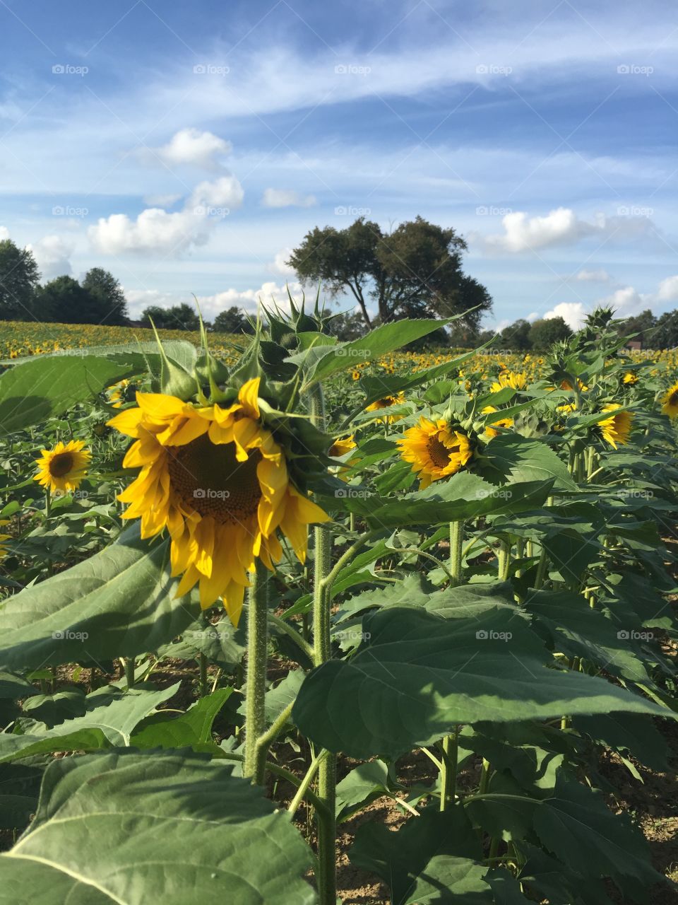 Endless sunflowers. This is a field of sun flowers my dad will use to produce oil