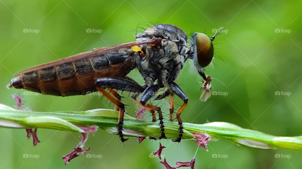 robber flies in the family Asilidae
