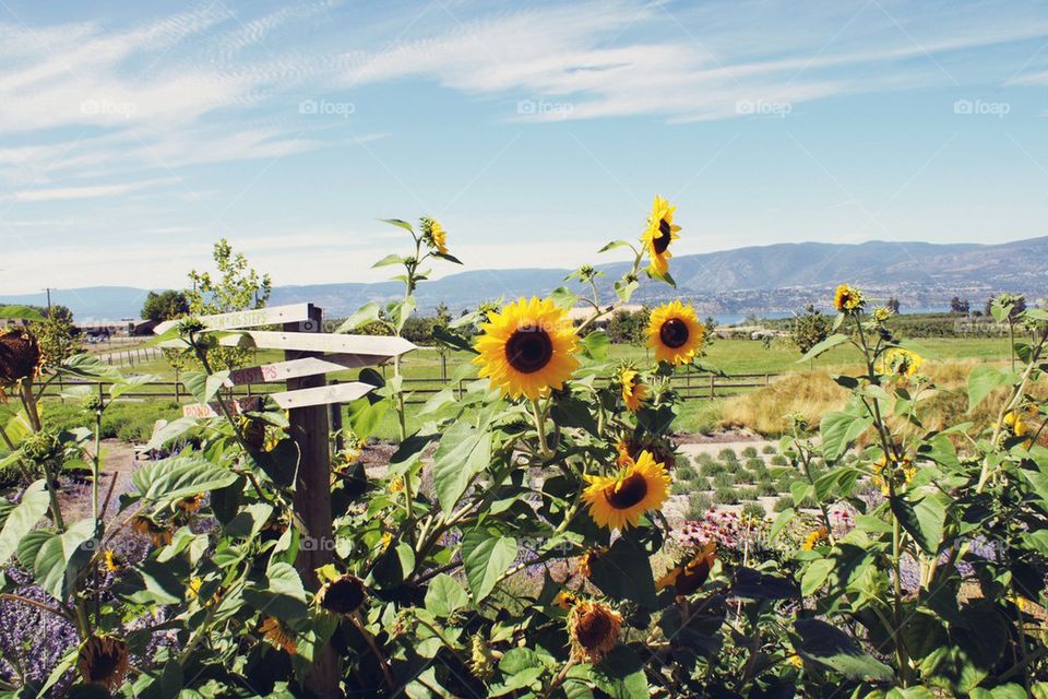 Happy Garden