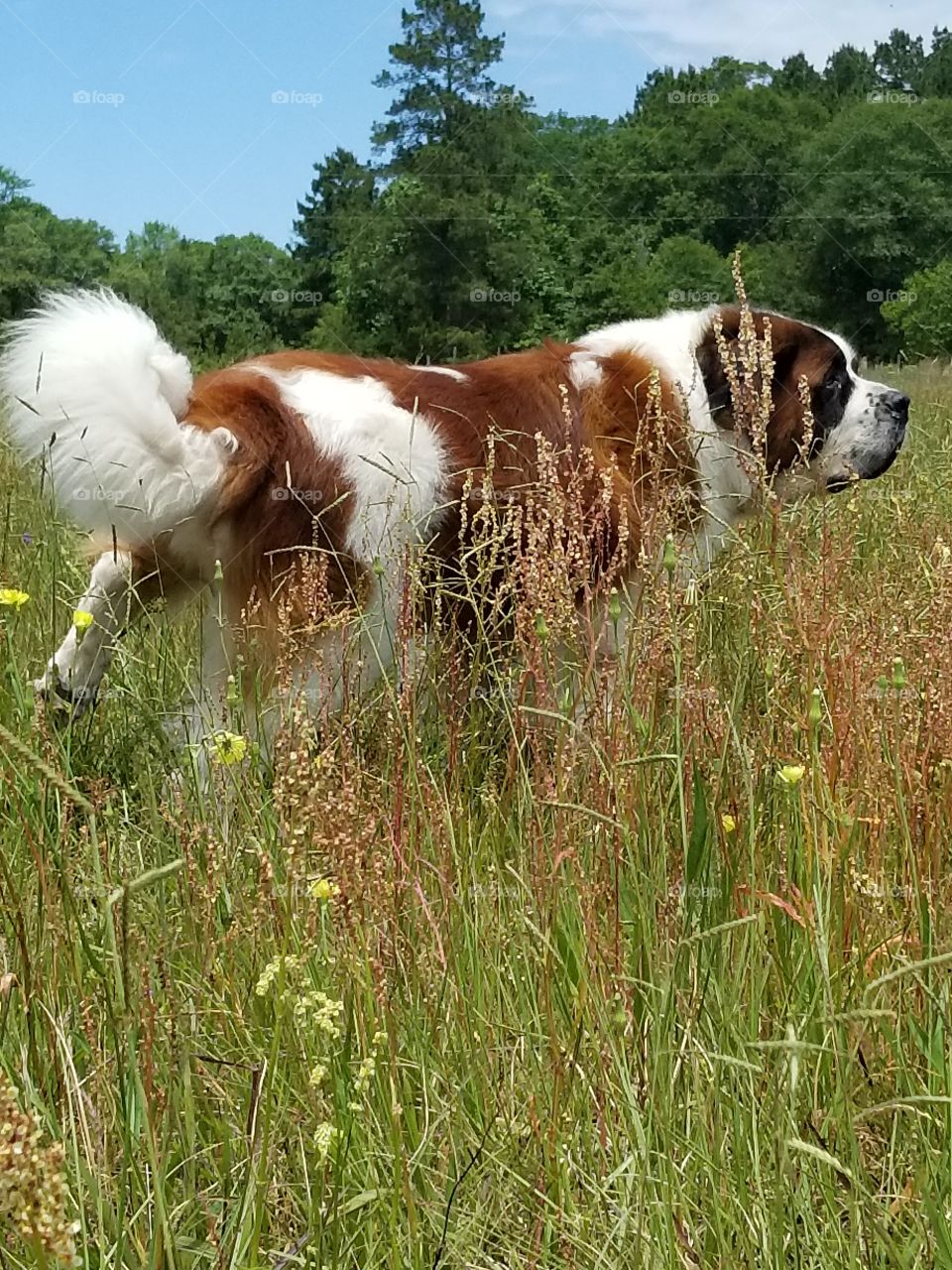 st. bernard