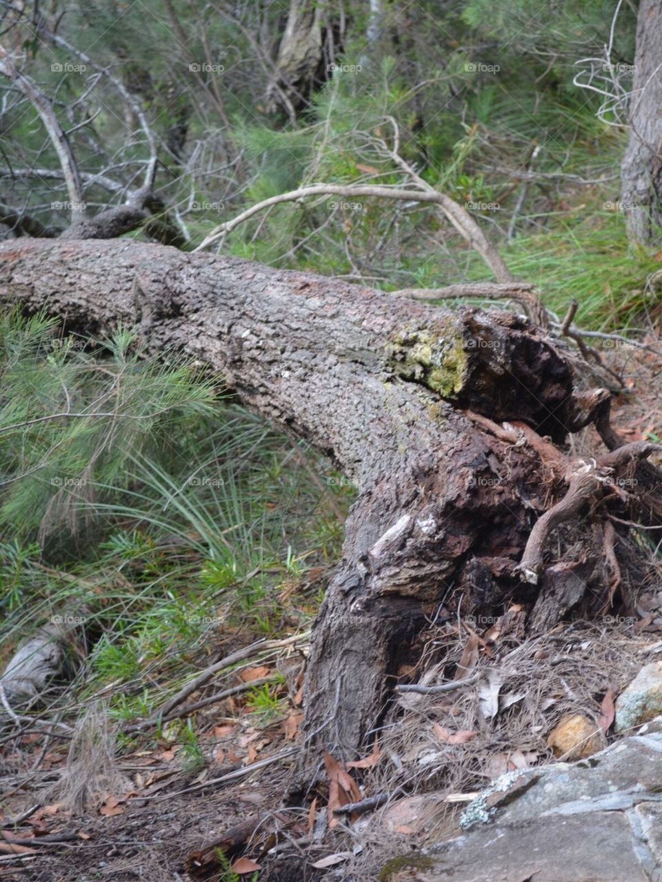 Fallen tree