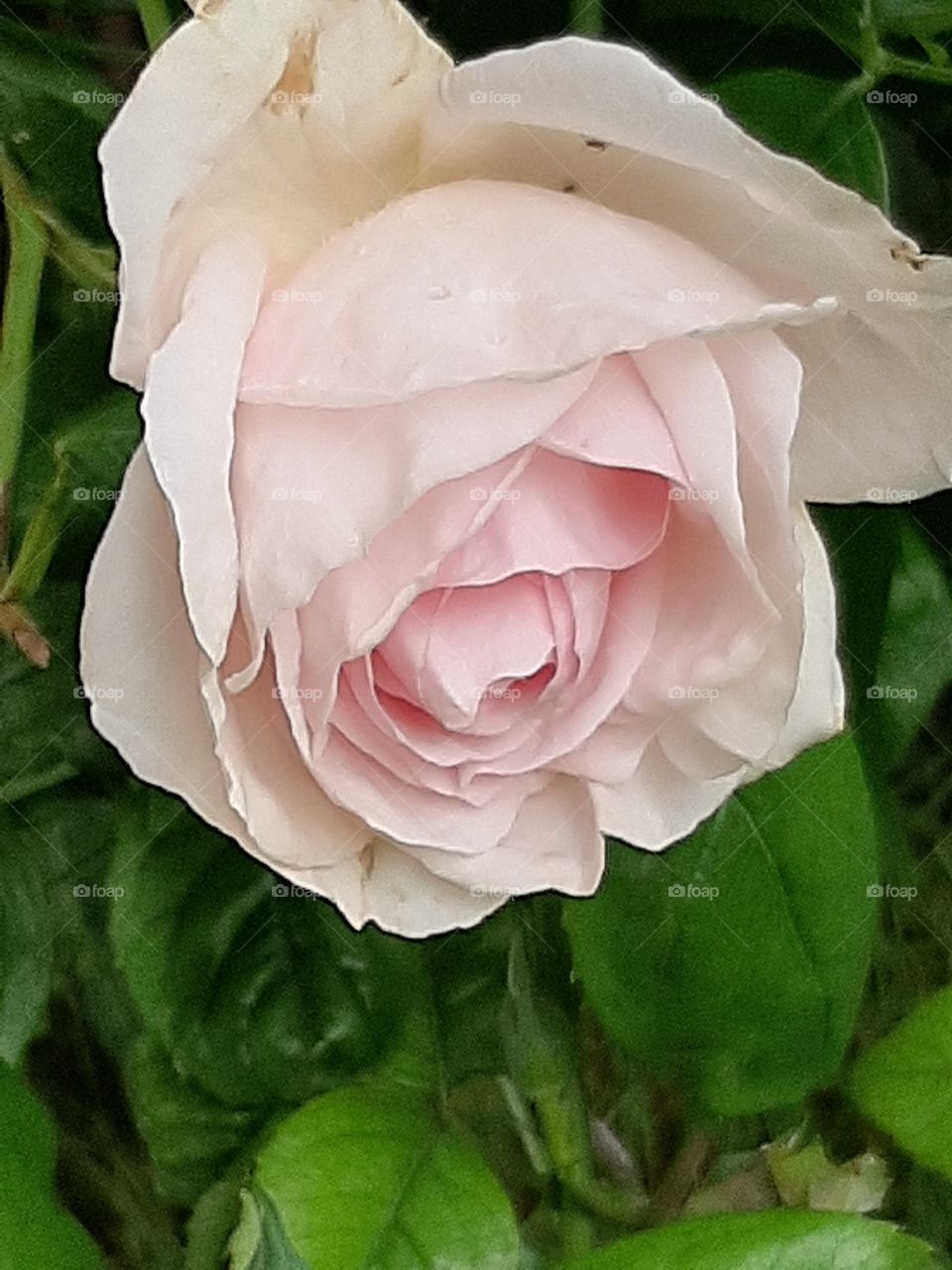 Rose in zartem Rosa