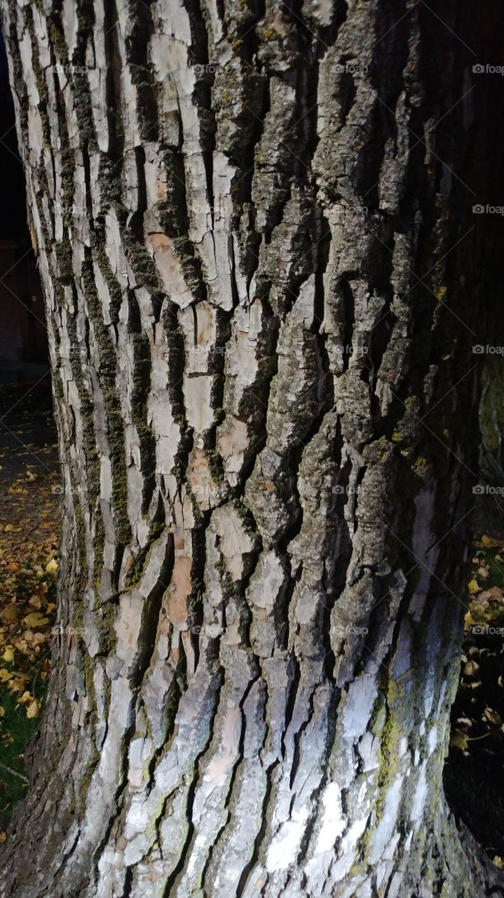 bark