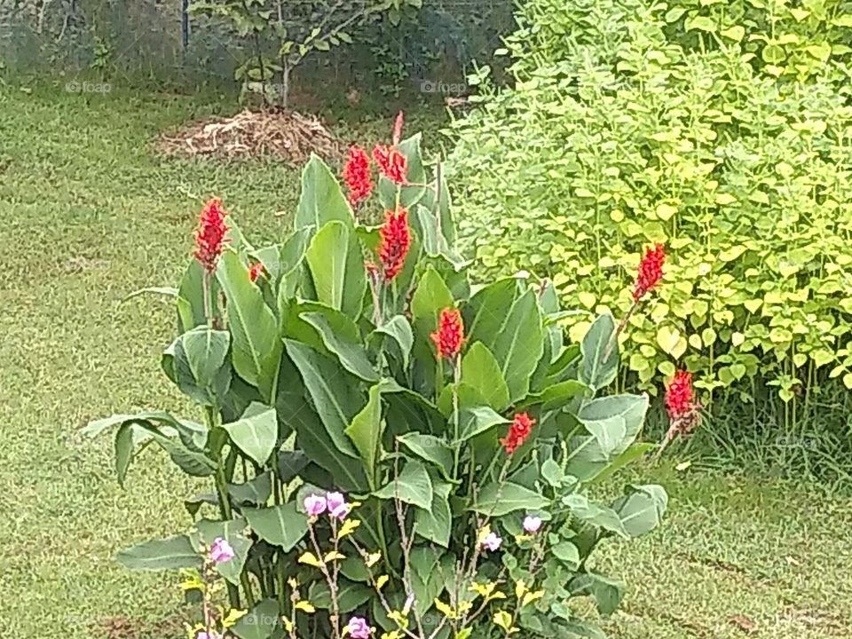 garden photo of bright red flowers