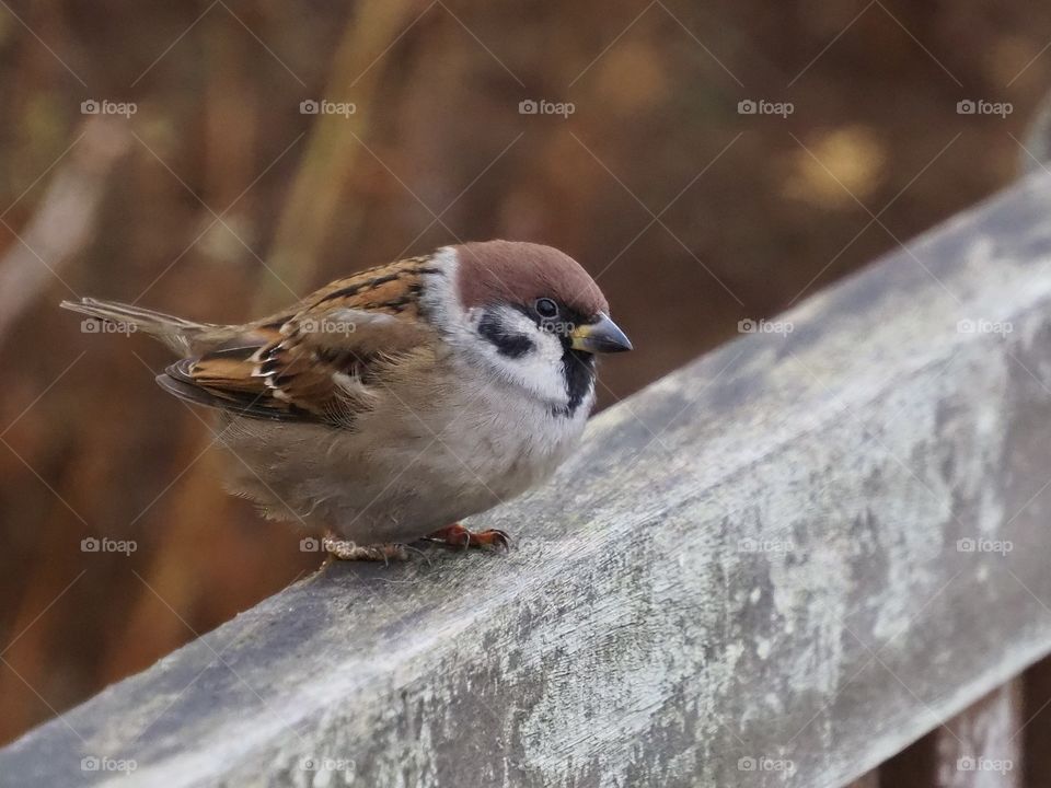 Sparrow