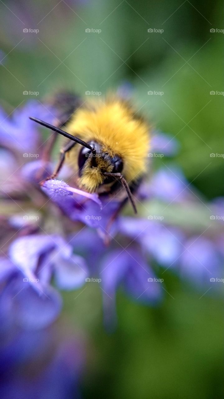 Close up on a bumblebee