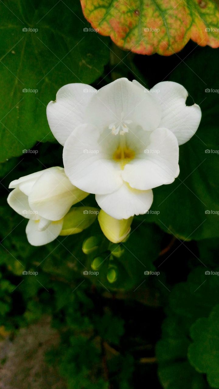 Freesia leichtlinii alba