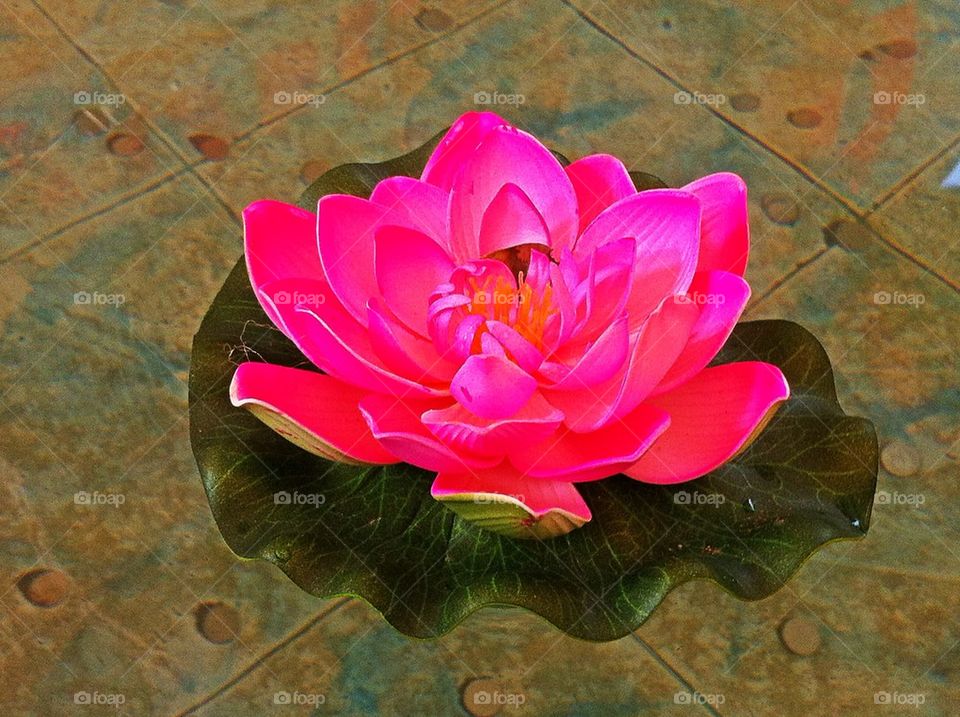 Pink lotus