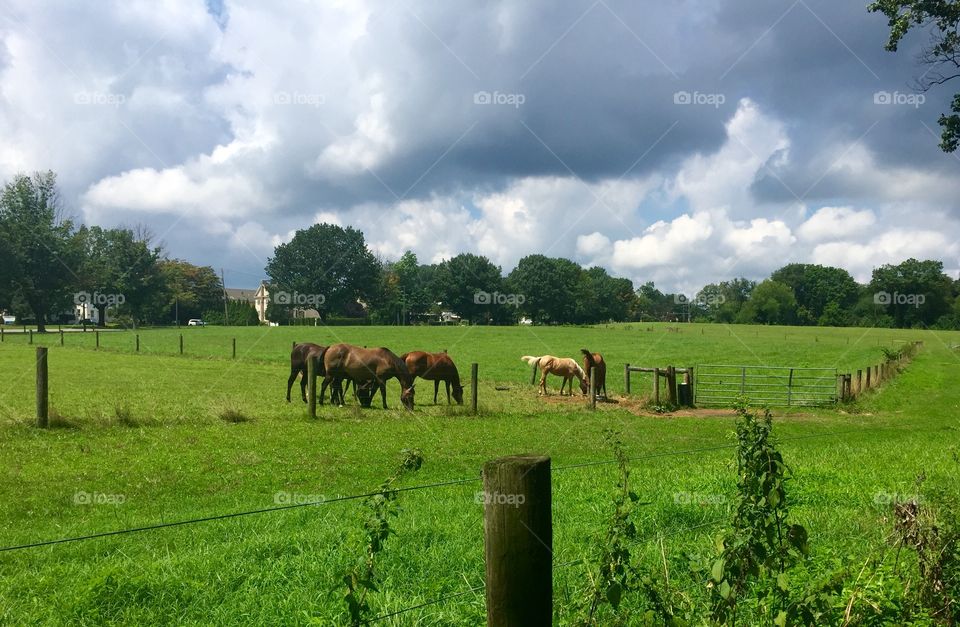 Horse pasture