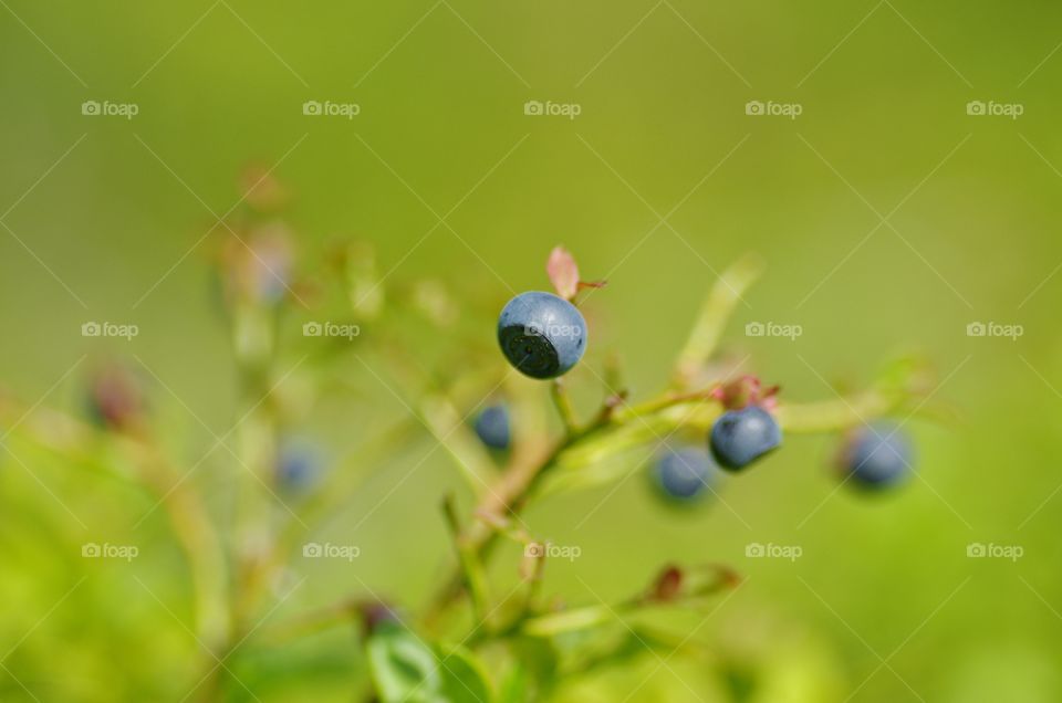 Took this shot in Finland when I went for a berry picking. 