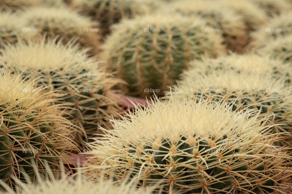 Beautiful cactus